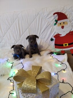 Stafordšírský bulteriér - 3