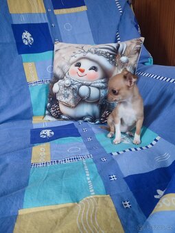 Čivava krátkosrstá - 3