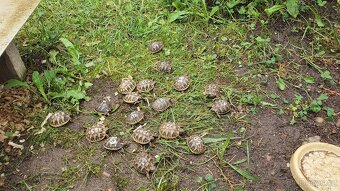 Želva zelenavá a vroubená, mláďata. - 3
