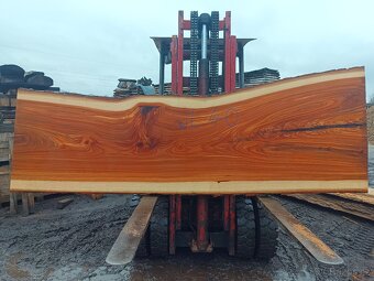 Jilm horský ,,stolové desky,, - 3