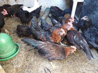 Násadová vejce - 3