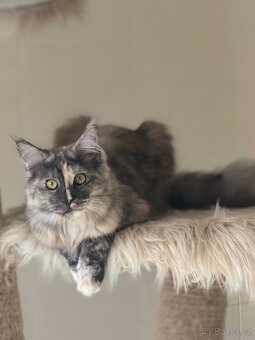 Mainská mývalí s PP - 3