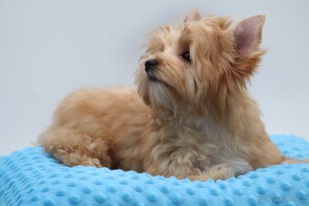 golddust yorkshire terrier s PP - 3