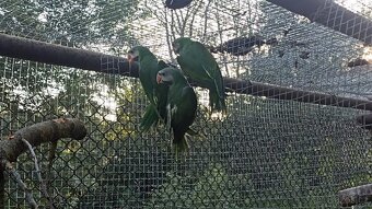 Prodám Alexandr růžový vousatý - 3