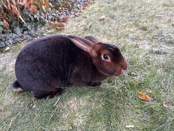 Kastorex-samička - 3