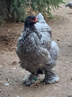 Brahmanka velká modrá - 3