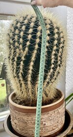 Nabídka velkých kaktusů - 3