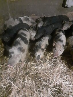 Kune kune - 3