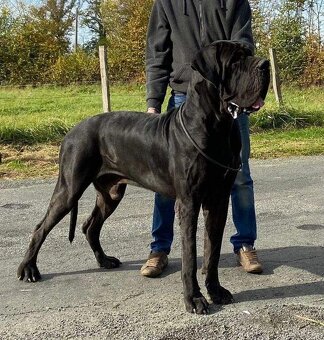 Nemecká doga šteniatka s PP FCI Harle Černá po šampiónoch - 3