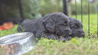 Flat coated retriever - štěňátka s PP - 3