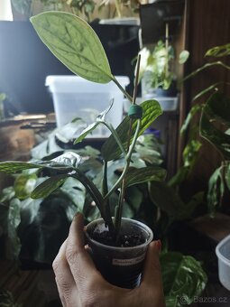 Monstera Karstenianum ( Peru ) č.4 - 3