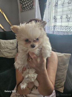 Prodám Štěně pomerian bez PP fenka - 3