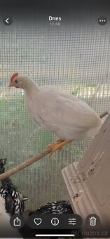 Leghorn mladí kohoutci 3ks - 3