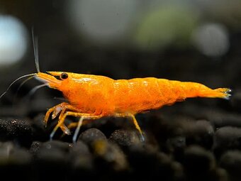 Krevetky - Neocaridina Orange Sakura - 3
