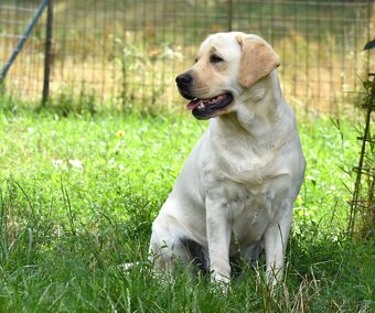 Labradorský retriever s PP - 3