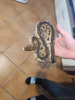 Krajta královská - 3