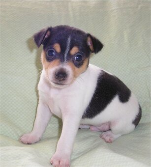 Jack Russell teriér - 3