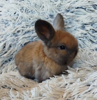 Minilop - anglický zakrslý beránek s VP - 3