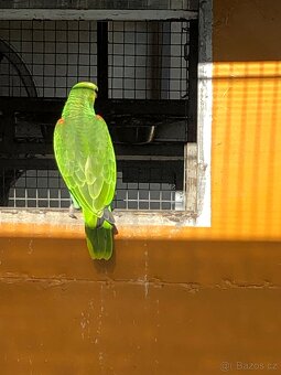 Amazoňan modrocely - 3