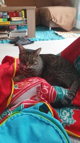 Stále se hledá se kocourek - 3