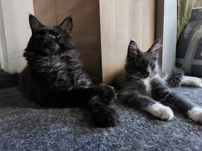 Mainská mývalí kočka s PP - 3