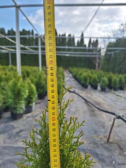 Thuje smaragd (tuje) - 3