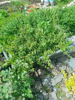 Ptačí zob na živé ploty,SAZENICE ROSTLIN - 3