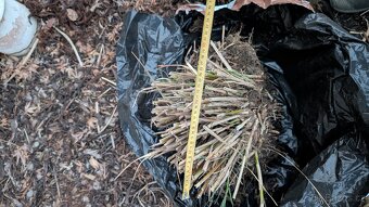 Ozdobnice čínská - 3