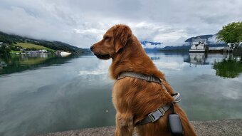 Krytí - Zlatý retrívr - 3