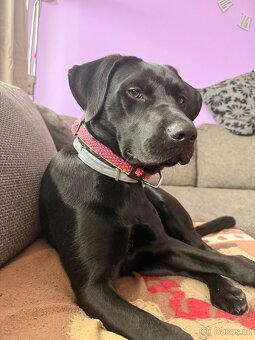 Daruji fenku labradora - 3