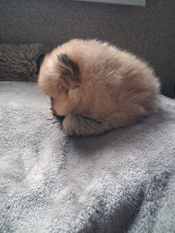 Pomeranian - pejsek - 3
