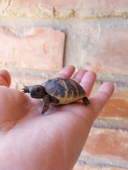 Suchozemská želva zelenavá, testudo hermanni - 3