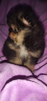 Pomeranian - 3