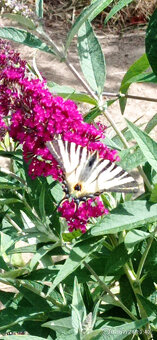 Komule Davidova (Buddlea, Motýlí keř) - viz fota - 3