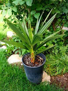 Žumara, Chamaerops humilis, palmy, mrazuvzdorné palmy - 3