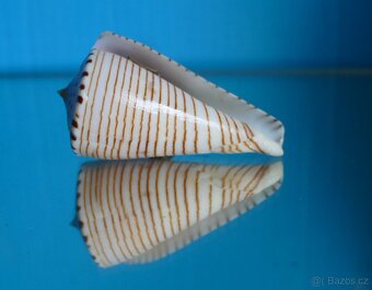 Conus hirasei - 3