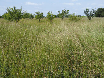 Prodám luční seno – kulaté balíky 125 cm - 3
