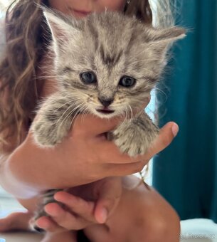 Britské kotě whiskas - 3