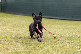 Německý  ovčák - pejsek s PP - 3