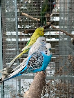 Kakariky,korela,andulka - 3