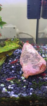 Krevetky Red cherry - Neocaridina davidi - 3