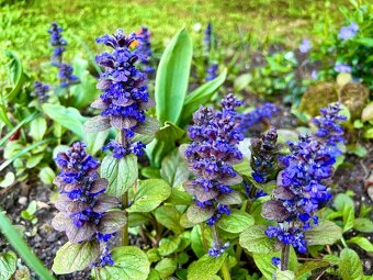 TRVALKY...VERBENA SPORÝŠ, PUPALKA, VERBENA-SPORÝŠ, PUPALKA R - 3