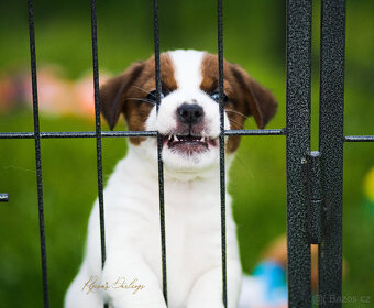 Jack Russell teriér s průkazem původu -PEJSEK - 3