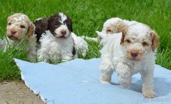 Lagotto Romagnolo s PP/ ITALSKÝ VODNÍ PES/ - 3