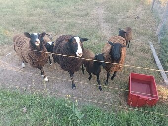 Ovce zwartbles - 3