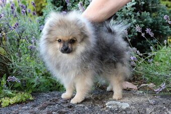 Pomeranian s PP - 3