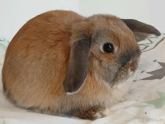 Volná samička - Anglický Zakrslý Beránek MiniLop🍑 - 3