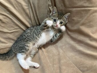 Darujeme koťátka - 3