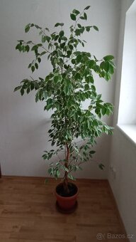Fikus benjamin Ficus Benjamina, vzrostlá pokojová kytka - 3