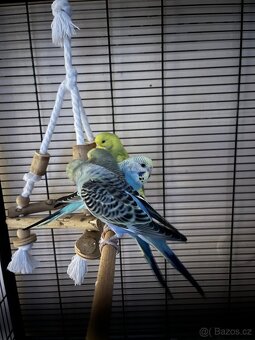 Andulky - mláďata - 3